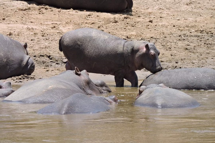 Twin Brothers Safaris