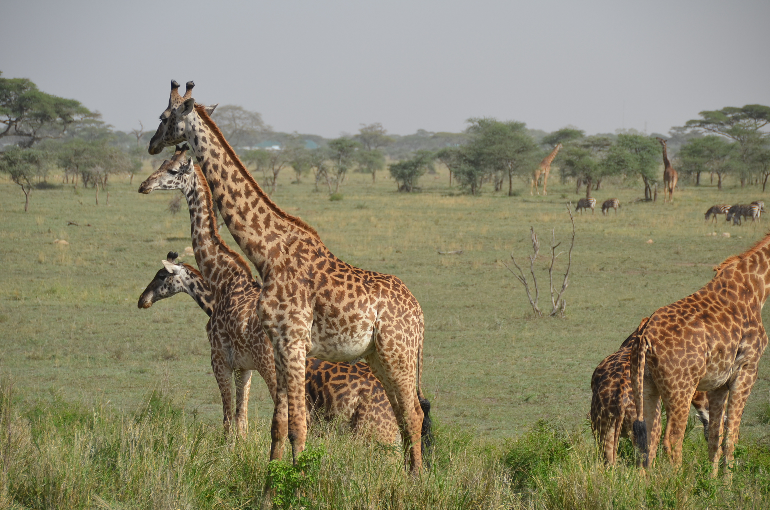 Twin Brothers Safaris