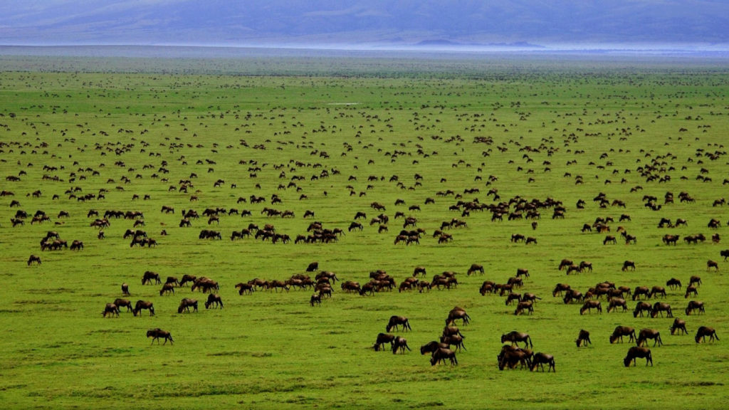 Twin Brothers Safaris